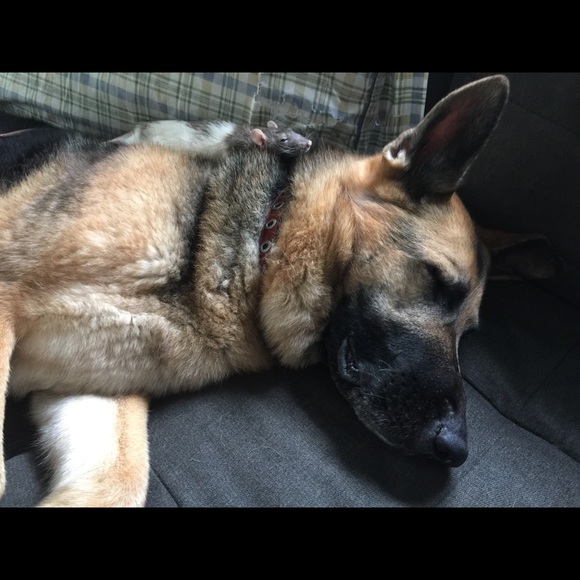 Meet your Posher, Stella - Picture 6 of 8